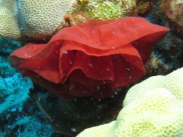 82 Egg Sack of a Spanish Dancer IMG 2418